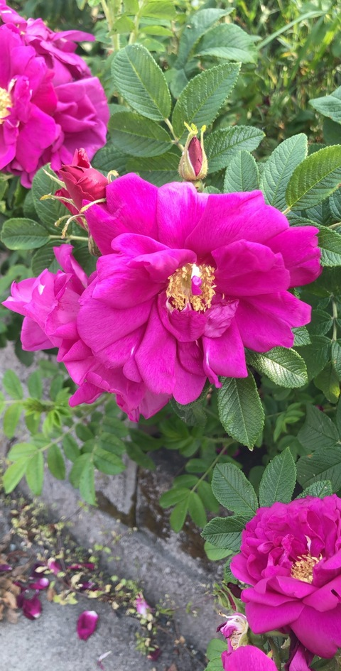 foxymama456 header picture leakfans.com