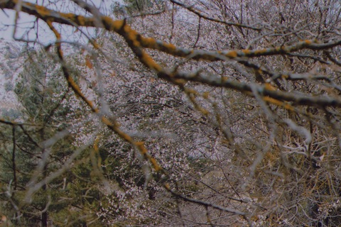 fragariabomb header picture leakfans.com