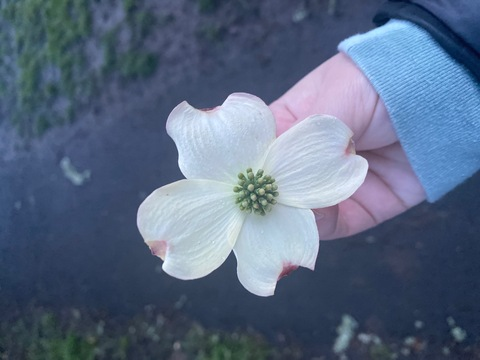 freakydeakypixie header picture leakfans.com