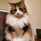 freyjathecat profile picture