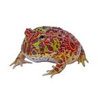 froggo123 profile picture