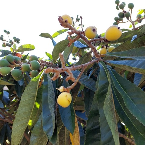 ftmfredcosta header picture leakfans.com