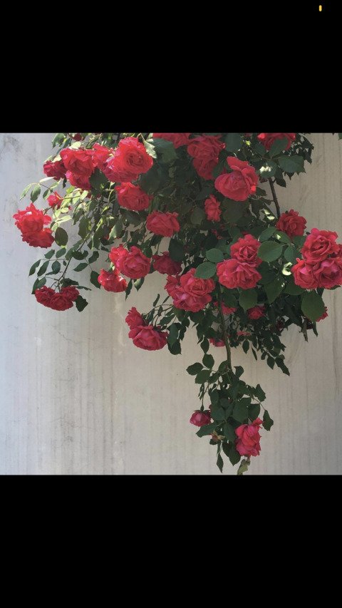 g0thbondage header picture leakfans.com