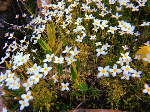 galactoids header picture leakfans.com