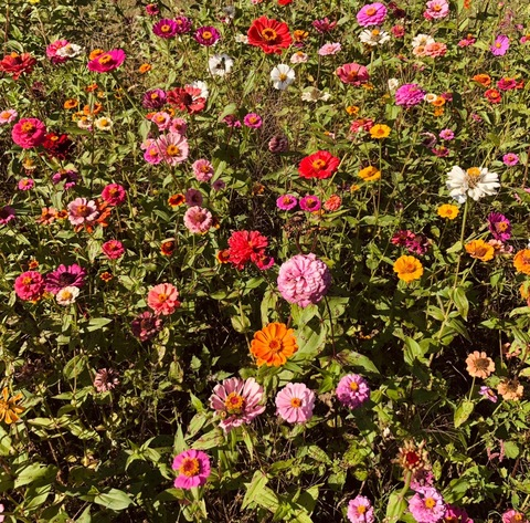 gardenofnikk header picture leakfans.com