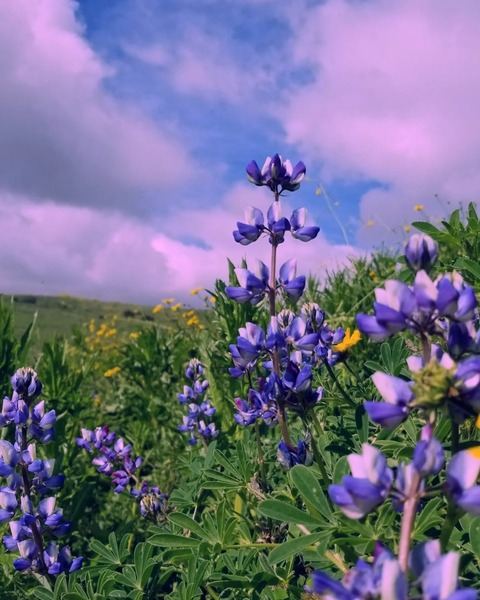 garnet_lady header picture leakfans.com