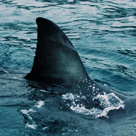 gatomanoso header picture leakfans.com