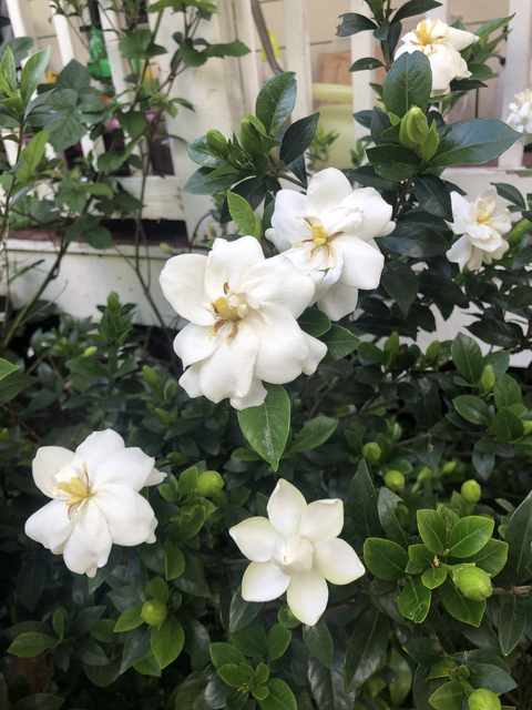 genesisthefae header picture leakfans.com