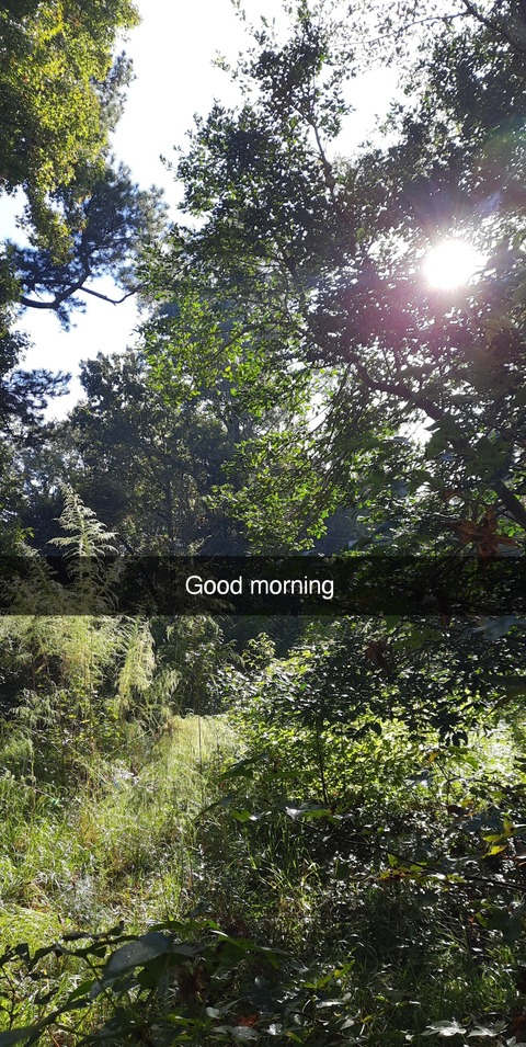 gingiebread header picture leakfans.com