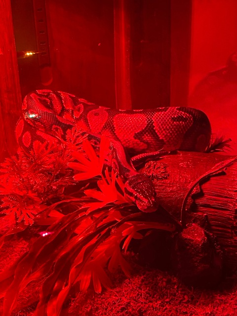 goodgalgingyfree header picture leakfans.com