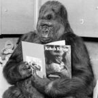 gorillapresscomics profile picture