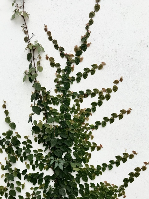 greeeneyes header picture leakfans.com