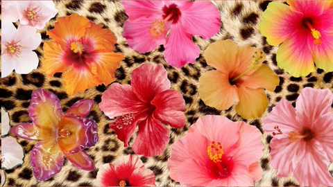 halfgoddesshalfhell header picture leakfans.com