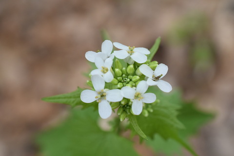 hardsale header picture leakfans.com