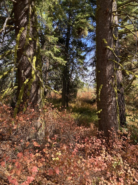 harperthefox header picture leakfans.com