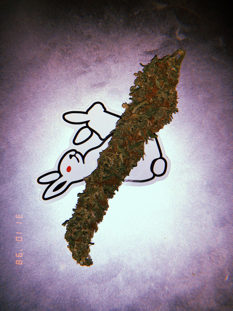 harryputter header picture leakfans.com