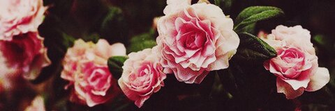 haydies header picture leakfans.com