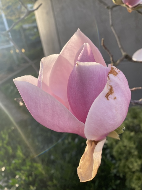 heavenlyhaze_l header picture leakfans.com