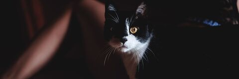 heiiulloa header picture leakfans.com