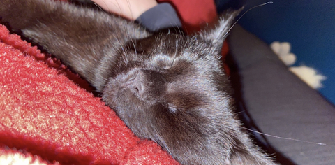 hentaipuff header picture leakfans.com