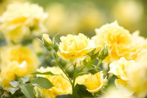 hollyivy header picture leakfans.com