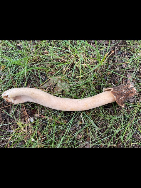 humongousfungus header picture leakfans.com