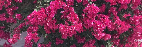 icebabyyyy header picture leakfans.com