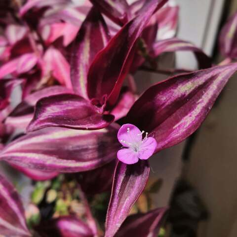 ihanaisa header picture leakfans.com