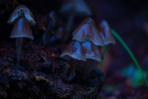 inaudiblemurmurs header picture leakfans.com