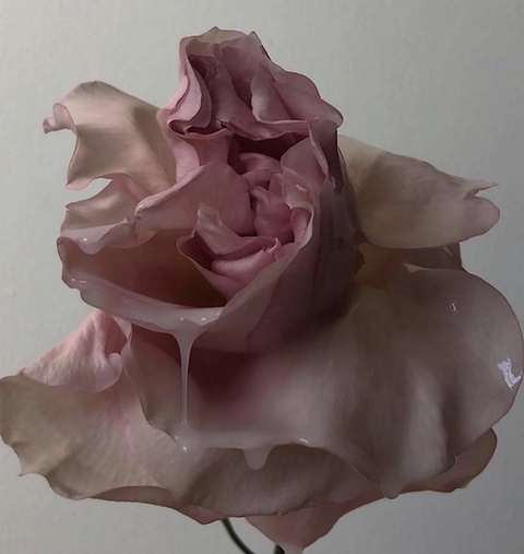 indica-angel header picture leakfans.com