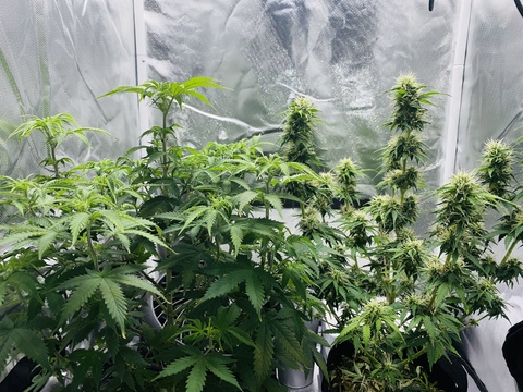 inkedmayhem header picture leakfans.com