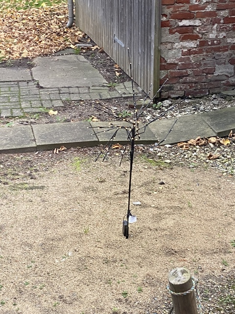 isabellemillerwilbemywif header picture leakfans.com