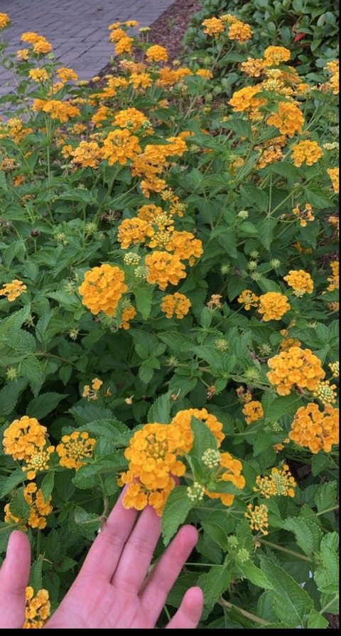 itsduchessbabe header picture leakfans.com