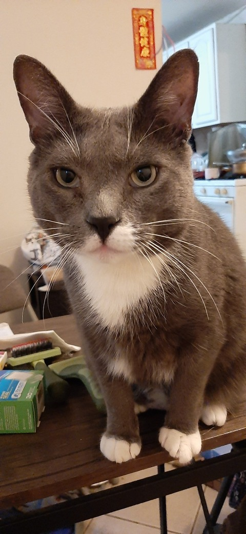 itsschino header picture leakfans.com