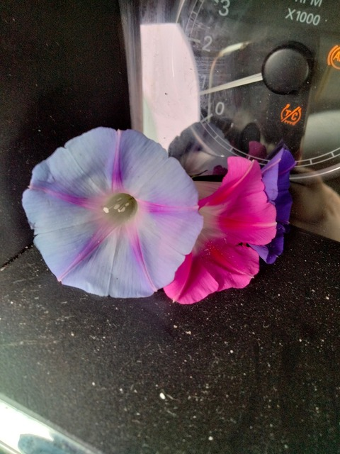 ivylovesbuds420 header picture leakfans.com