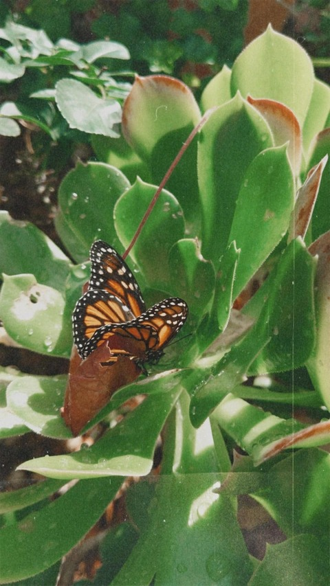 iwantaurora header picture leakfans.com