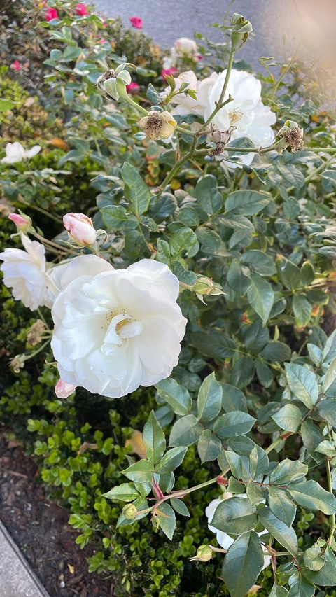 iwantesorisheart header picture leakfans.com