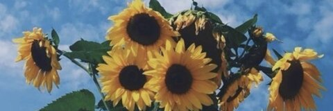 Header of j_sunflower