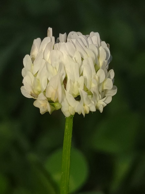 jaydog388 header picture leakfans.com