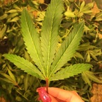 jazzzhandzzz profile picture leakfans.com