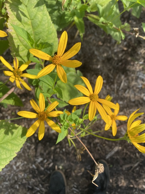 jessicababy757 header picture leakfans.com