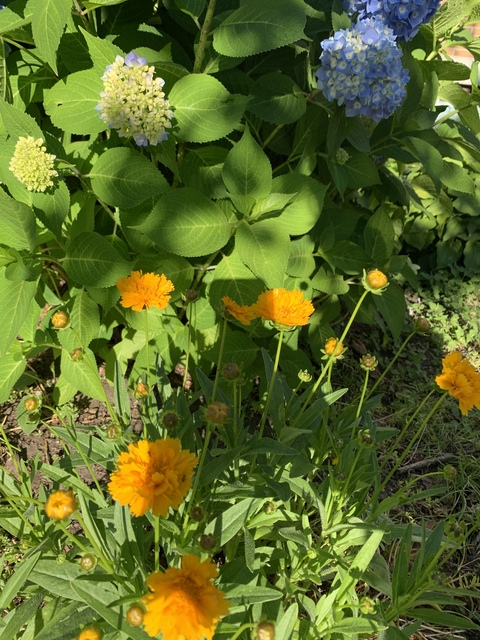 jessou header picture leakfans.com