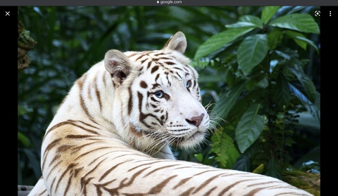 justin_tiger2 header picture leakfans.com