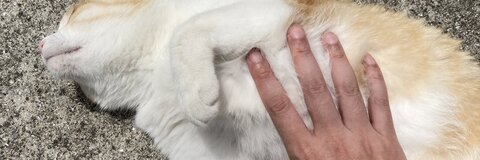 kaketsu_2 header picture leakfans.com