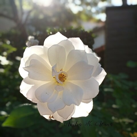 katmatata header picture leakfans.com