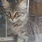 kedicik profile picture leakfans.com