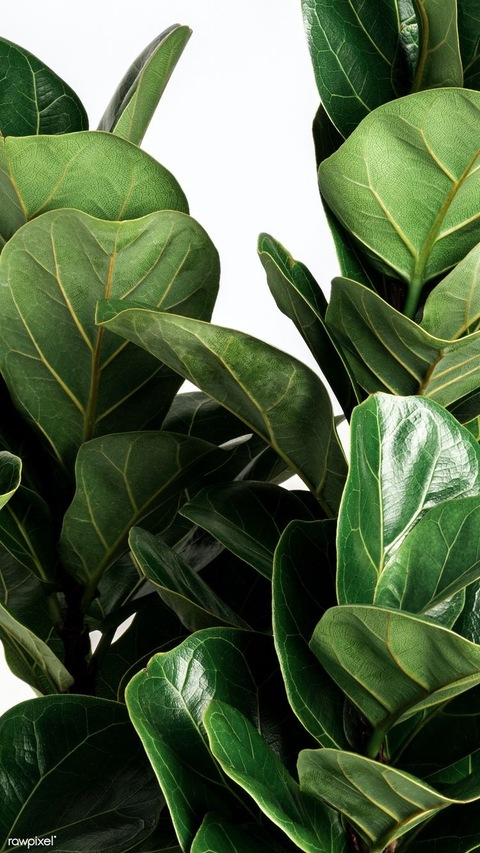 keyshababy header picture leakfans.com