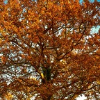 king-bean profile picture leakfans.com