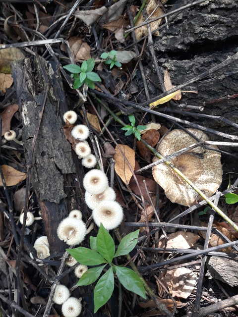 komorichan header picture leakfans.com