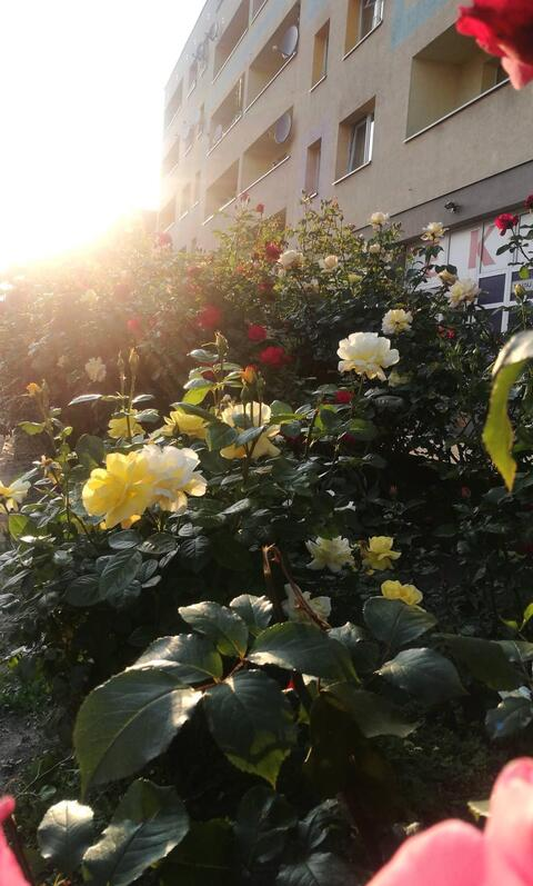 krystaliczna header picture leakfans.com